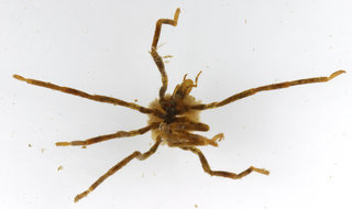 Ammothea hilgendorfi