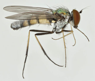 Argyra leucocephala