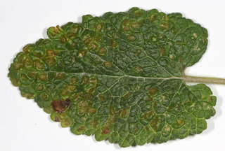 Puccinia annularis