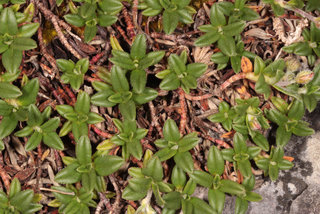 Helianthemum oelandicum ssp piloselloides