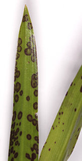 Dactylorhiza incarnata ssp cruenta