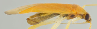 Phylus melanocephalus