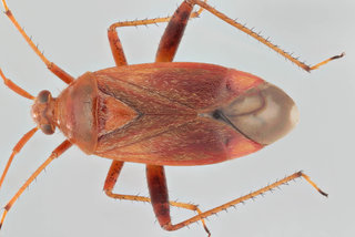 Adelphocoris ticinensis