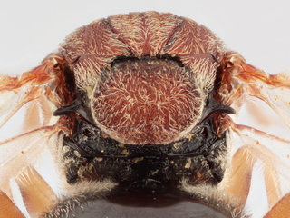 Andricus kollari f. agamic