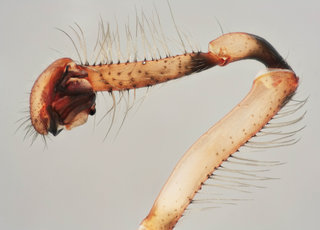 Zygiella atrica