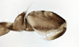 Asellus aquaticus