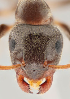 Lasius niger