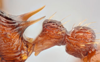 Myrmica scabrinodis