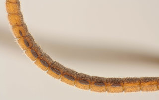 Ichneumon gracilicornis