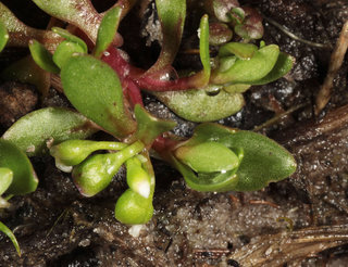 Montia fontana ssp chondrosperma