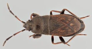 Megalonotus chiragra