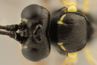 Tymmophorus obscuripes