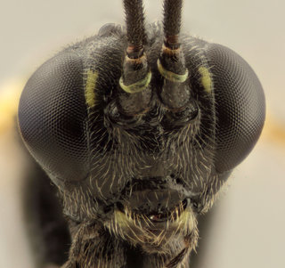 Tymmophorus obscuripes