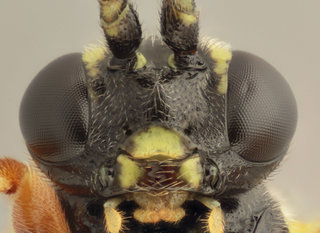 Syrphophilus bizonarius