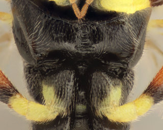 Syrphophilus bizonarius