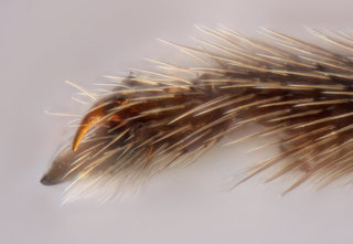 Microgaster parvistriga