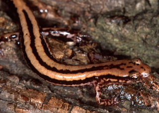 Eurycea longicauda guttolineata