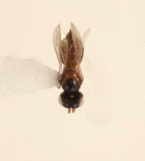 Tetrastichomyia clisiocampae