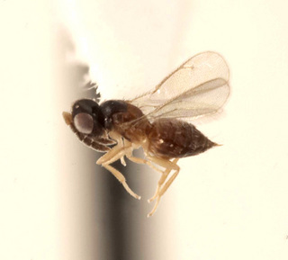 Tetrastichomyia clisiocampae, lateral