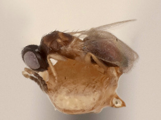Tetrastichomyia clisiocampae, lateral1