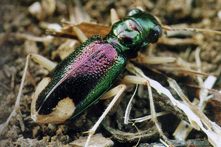 Cicindelidae