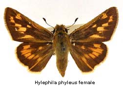 Hylephila phyleus, female, top