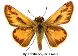 Hylephila phyleus, male, top