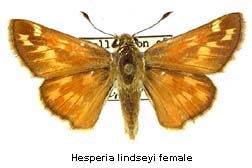 Hesperia lindseyi, female, top