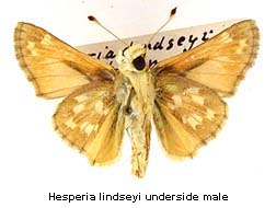 Hesperia lindseyi, male, bottom