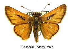 Hesperia lindseyi, male, top