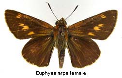 Euphyes arpa, female, top