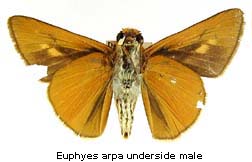 Euphyes arpa, male, bottom
