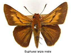 Euphyes arpa, male, top