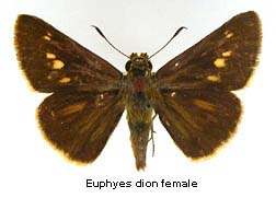 Euphyes dion, female, top