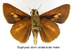 Euphyes dion, male, bottom