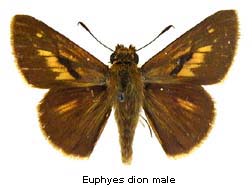 Euphyes dion, male, top