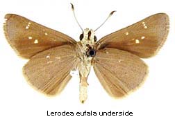 Lerodea eufala, bottom