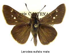 Lerodea eufala, male, top