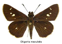 Oligoria maculata, top