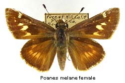 Poanes melane, female, top