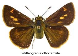 Wallengrenia otho, female, top
