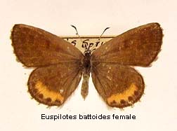 Euphilotes battoides, female, top