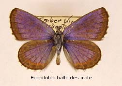 Euphilotes battoides, male, top