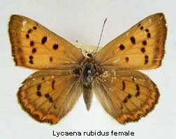 Lycaena rubidus, female, top