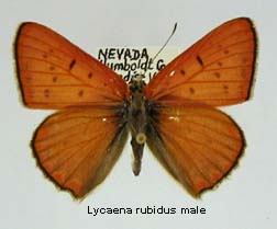 Lycaena rubidus, male, top