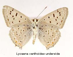 Lycaena xanthoides, bottom