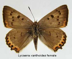 Lycaena xanthoides, female, top