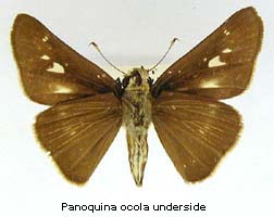Panoquina ocola, bottom