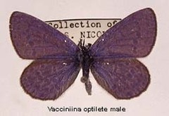 Vacciniina optilete - Cranberry Blue -- Discover Life