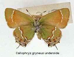 Callophrys gryneus, bottom